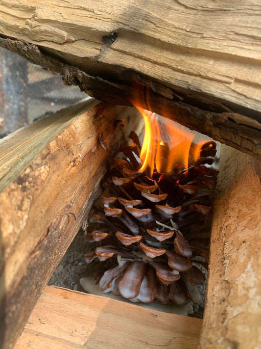 Pinecone Fire Starter- Timber Ember (4-Pack)
